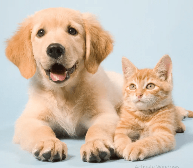 What Pest Control Is Safe For Pets? Pet friendly pest control