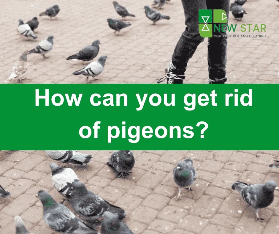 How can you get rid of pigeons?Effective Methods. New Star Blog