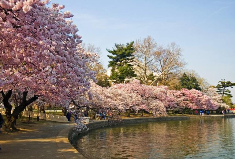cherry blossom festival rhode island 2023 Cherry Blossom FestivalEconomy Starr Groups by US Tours