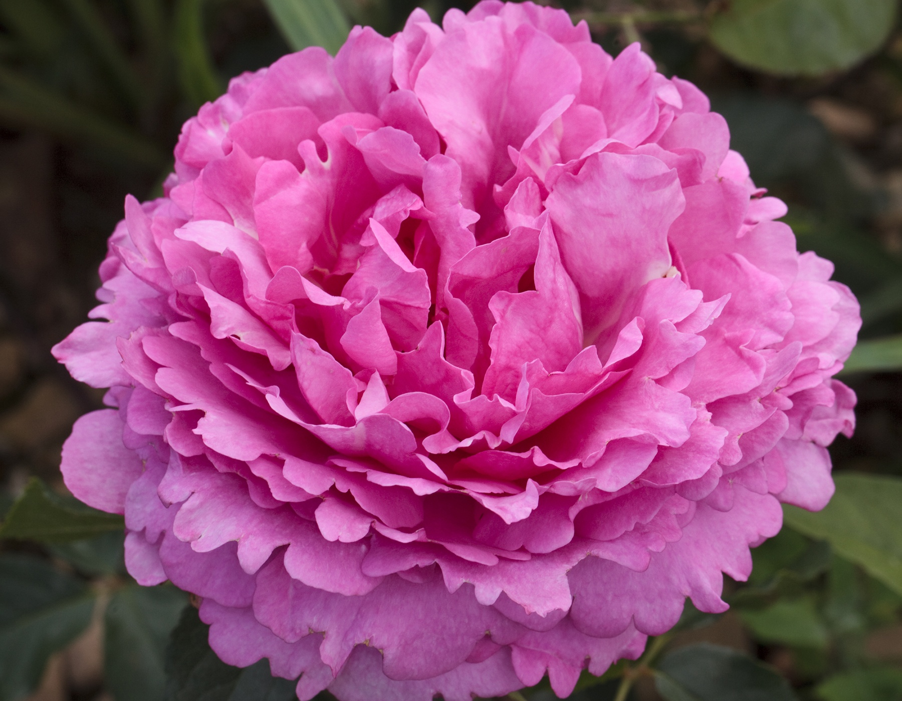 Yves Piaget® Star® Roses and Plants