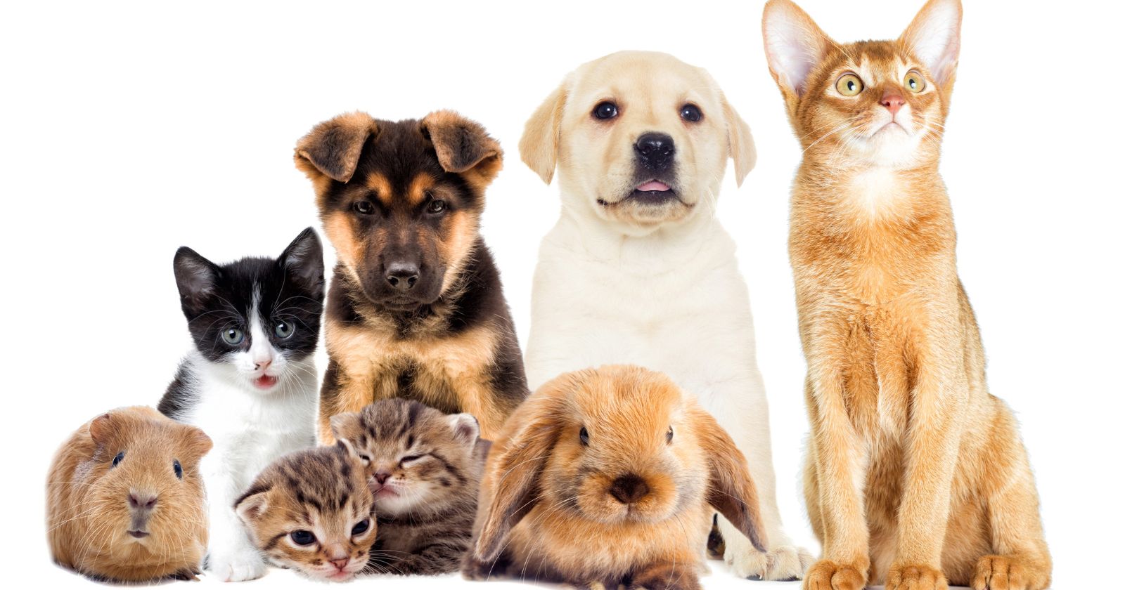 The Best Pet for You, Based on Your Zodiac Sign Starry Astrology