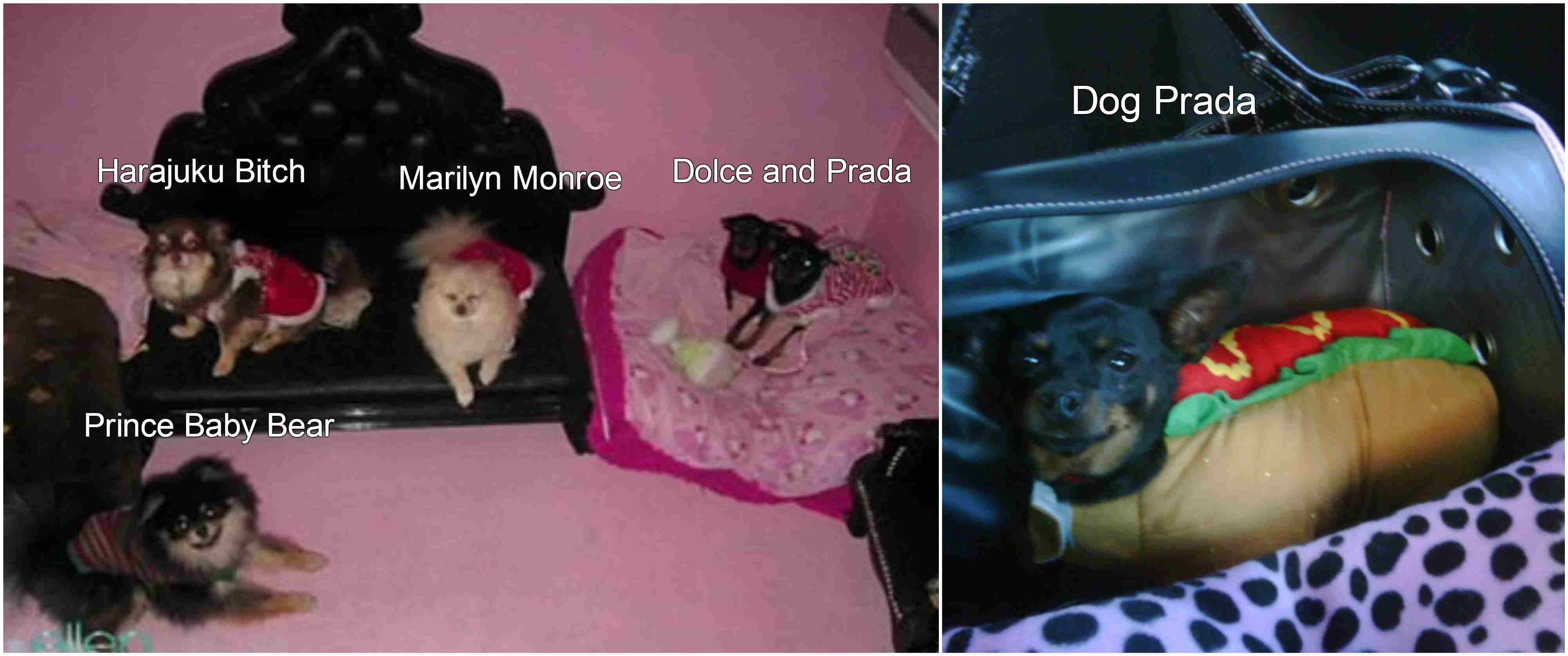 Paris Hilton`s pets. She has a lot of them