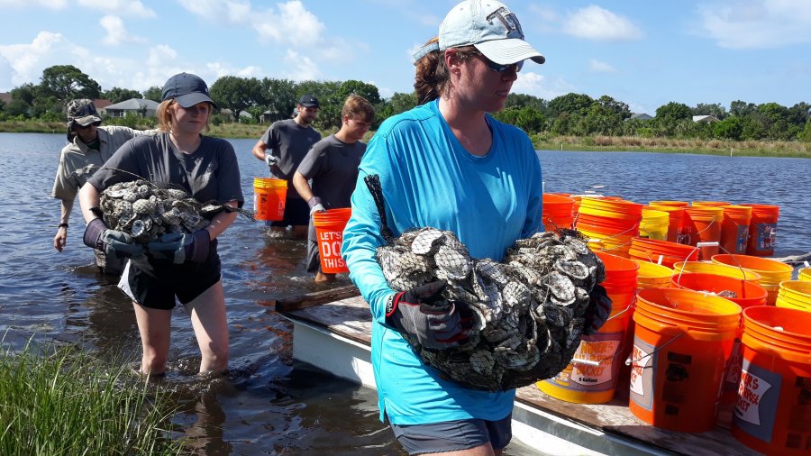 GCORR Oyster Shells Build A New Reef