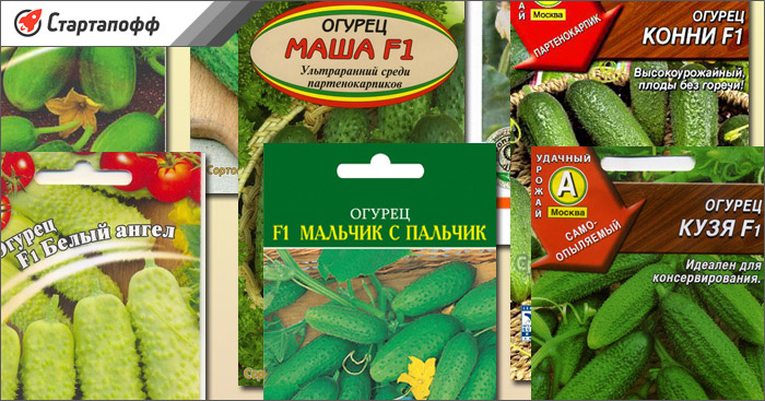 Biznes na vyrashchivanii ogurcov v teplice biznes plan — иллюстрация 13