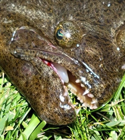 Oh Arig. How do I love thee!!! Let me count the...FISH!