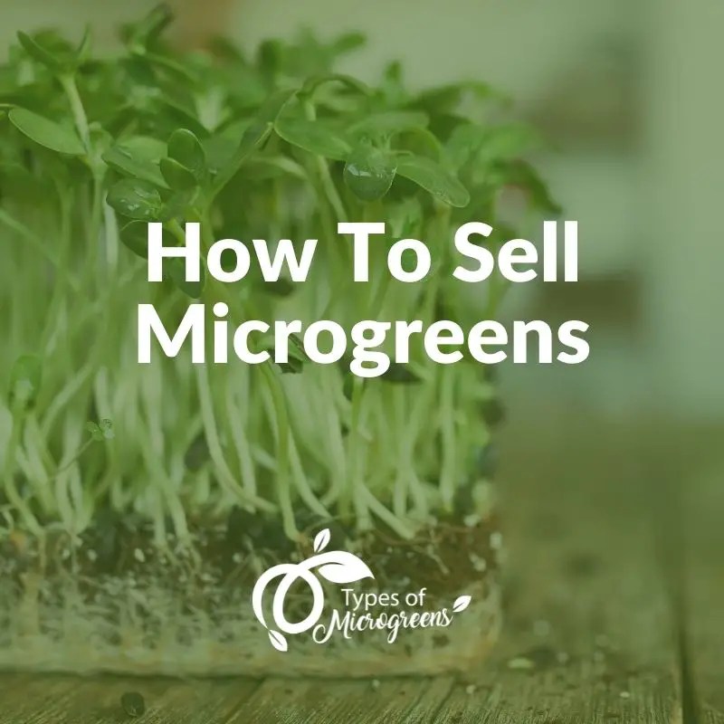 How To Sell Microgreens Best Tips To Follow
