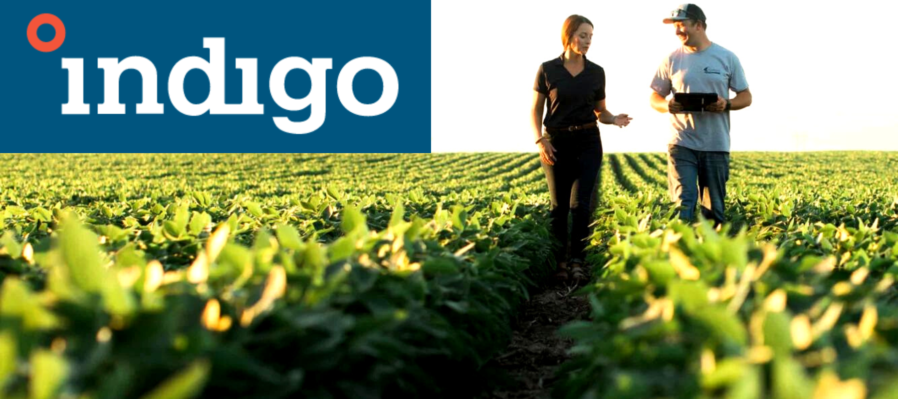 Indigo Ag accelerates sustainability programs for farmers with 250m
