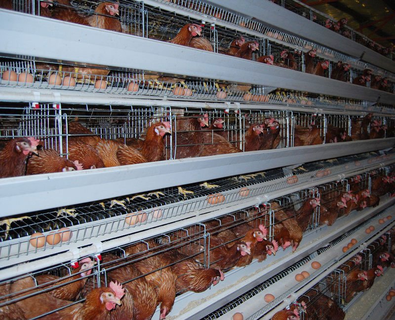 Starting Poultry Egg Farming Business Plan (PDF) Global