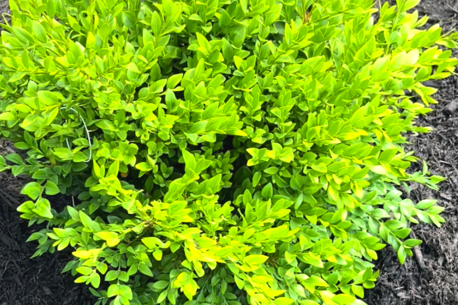 Why Plant Boxwoods Possibly The Best Shrub • Start with the Bed