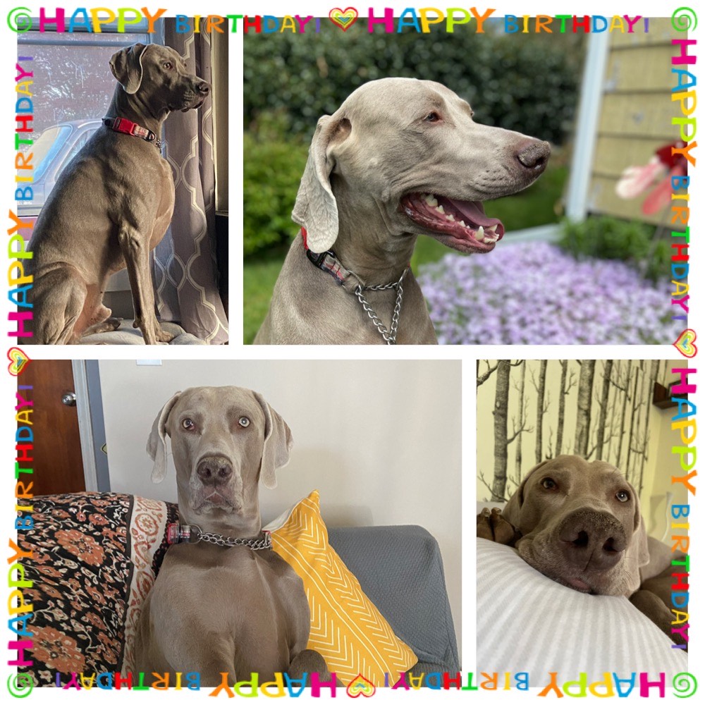 Roscoe turns 3! Starwood Kennel