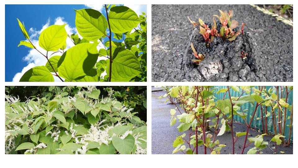 Japanese Knotweed What Is It and How to Deal with It? Blog Stashbee