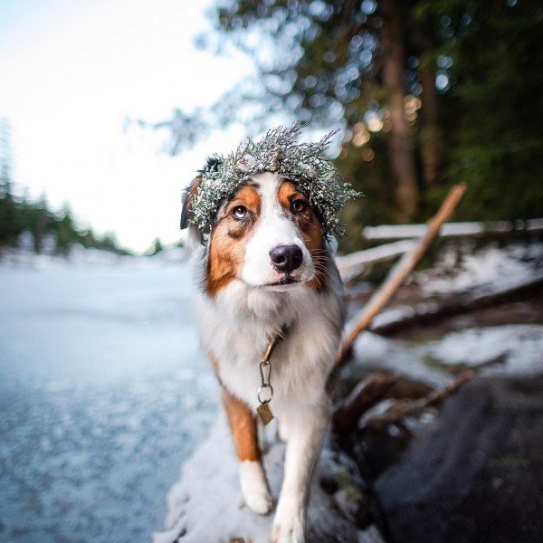 Dog Modeling 101 Everything You Need to Know