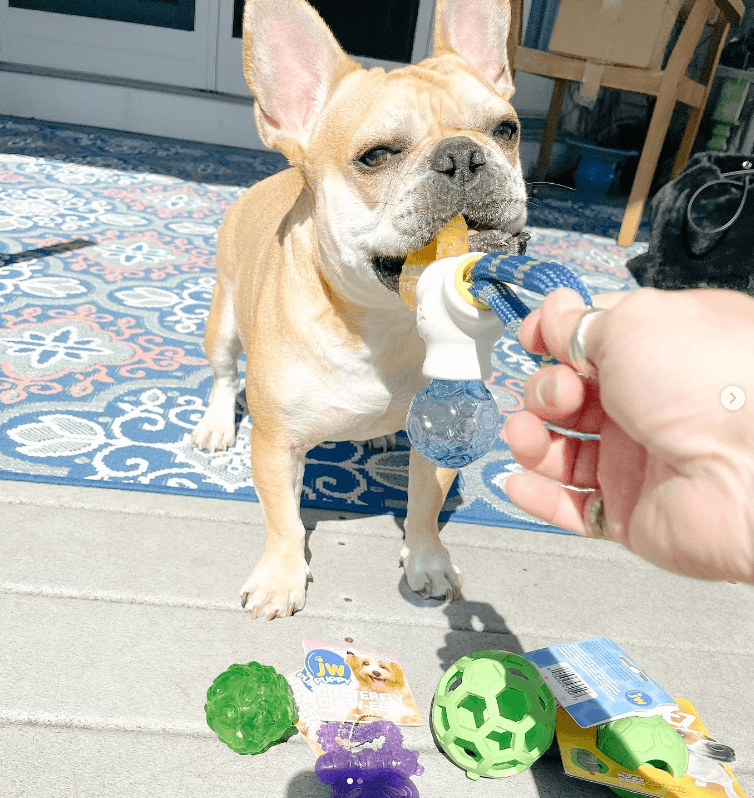 Top 25 Dog Toy Ambassadors