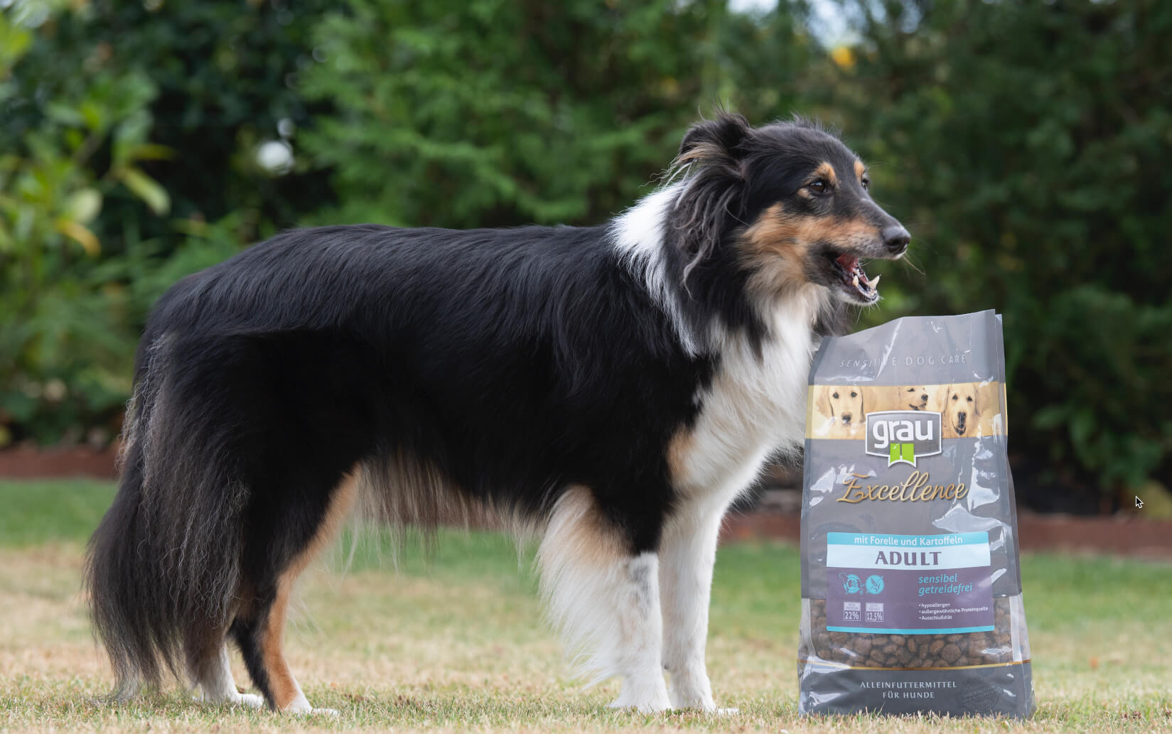 Top 30 Dog Brands You Need to Know About