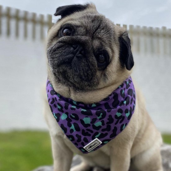 Top 25 Dog Clothing Brands