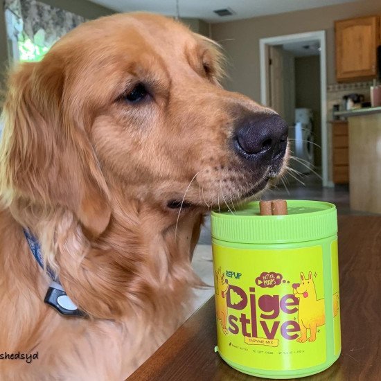 Top 7 Dog Ambassador Programs On