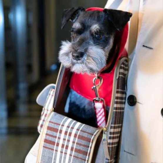 Top 25 Dog Clothing Brands