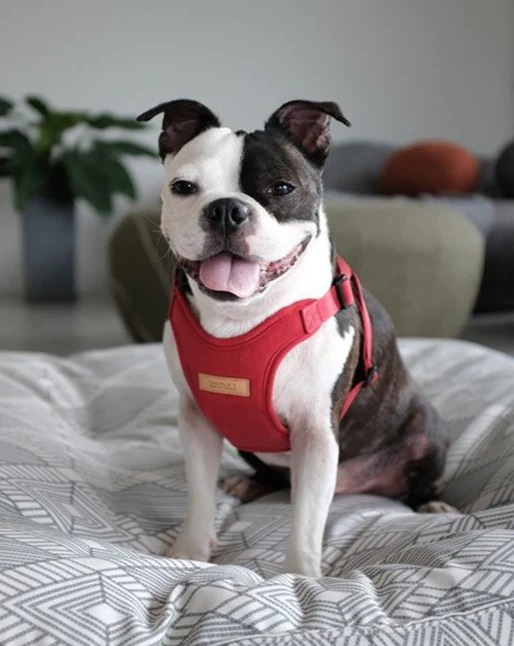 Top 25 Dog Clothing Brands