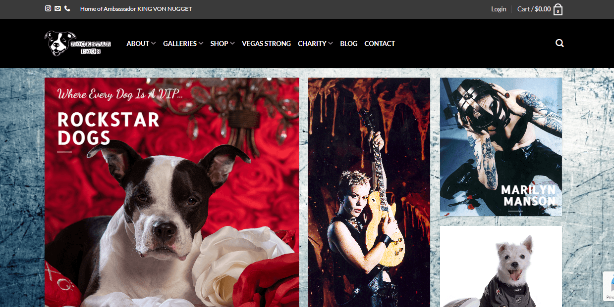 Top 100 dog modeling agencies in the United States