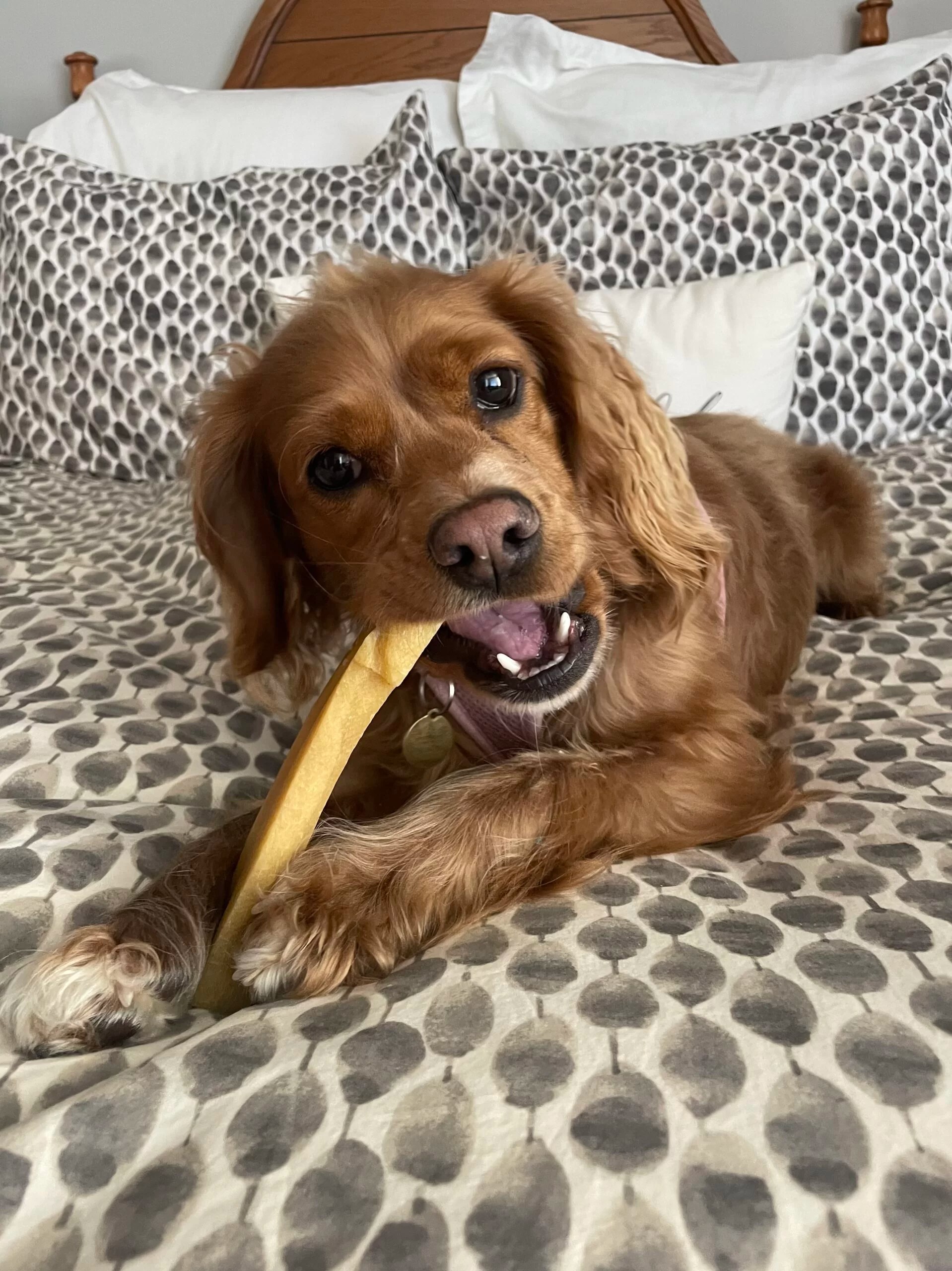 Pearl Massachusetts State House Pets