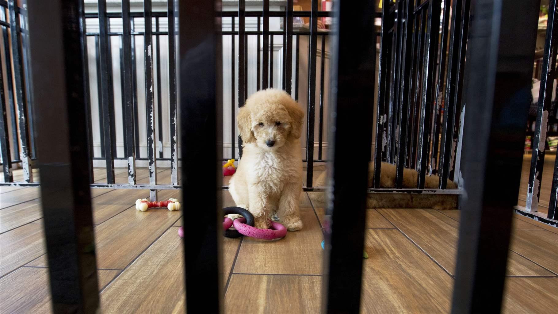Movement to Ban 'Puppy Mill' Dogs in Pet Stores Gains Steam • Stateline