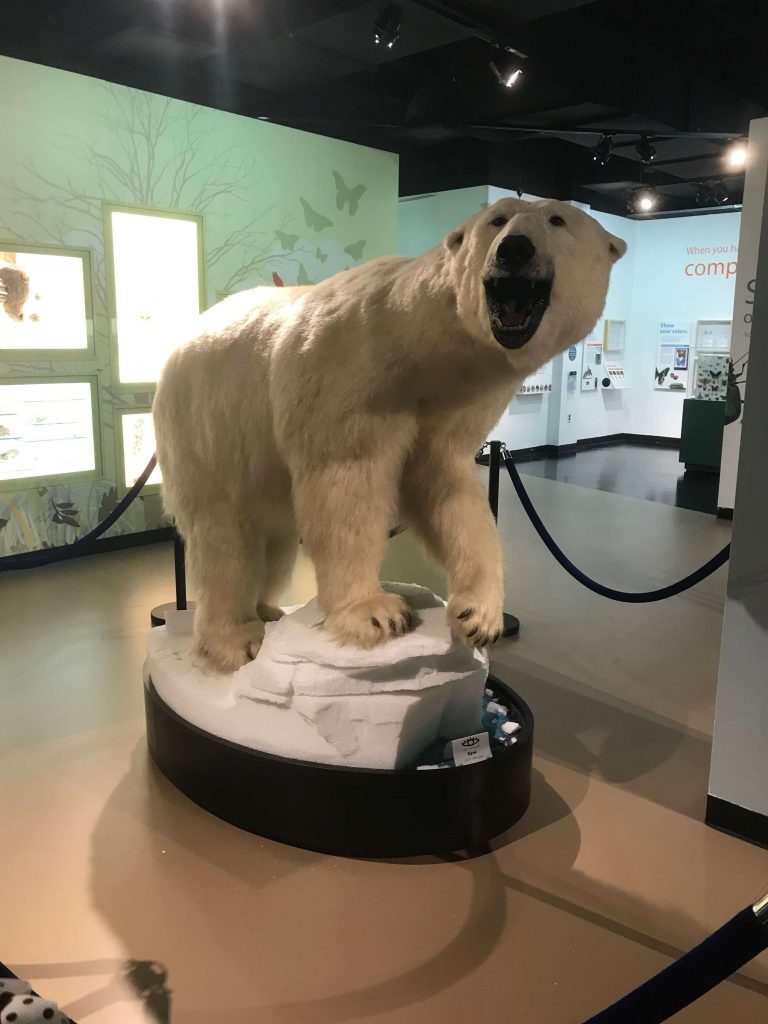 Burpee Natural History Museum in Rockford, Illinois Stateline Kids