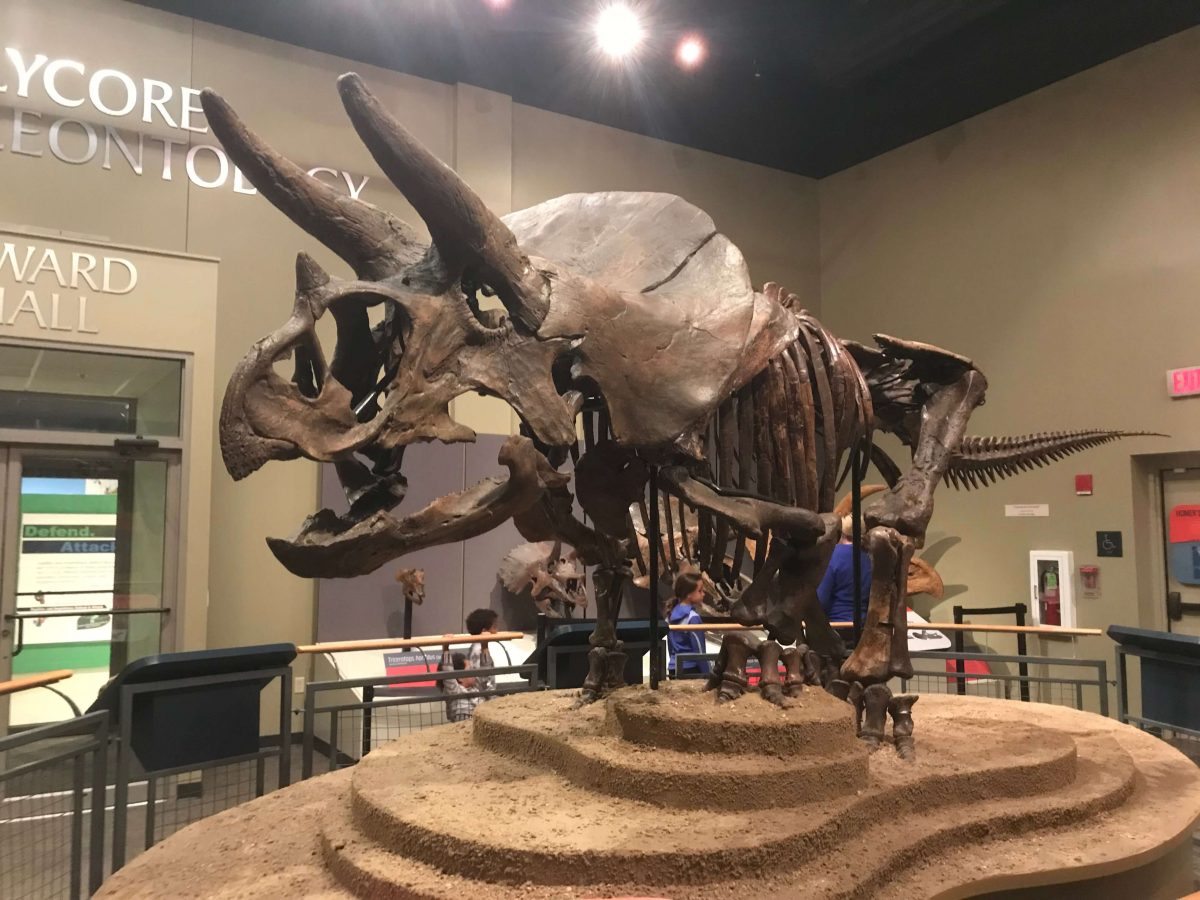 Burpee Natural History Museum in Rockford, Illinois Stateline Kids