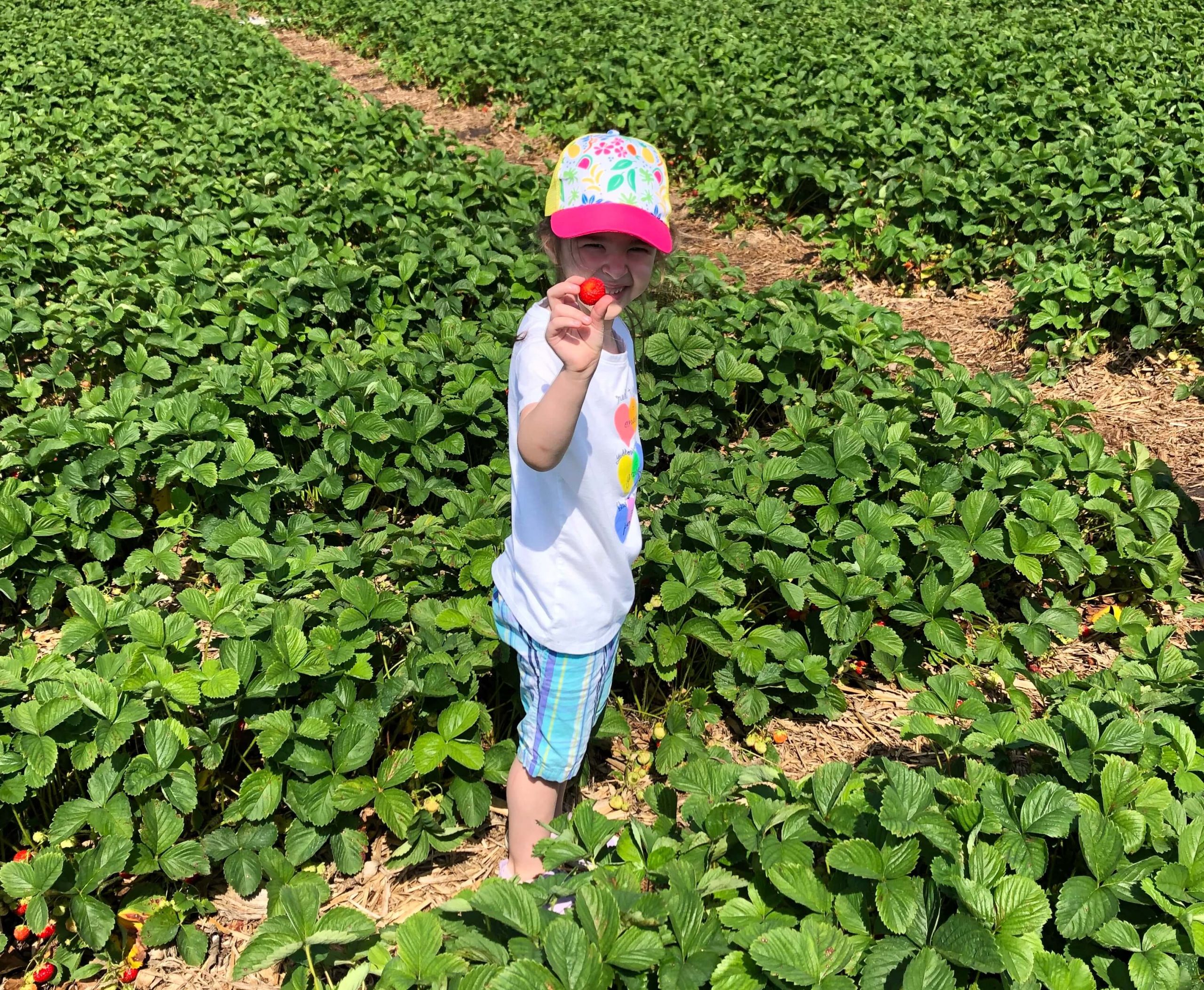 Pick Your Own Strawberries at These Rockford Area Farms Stateline Kids