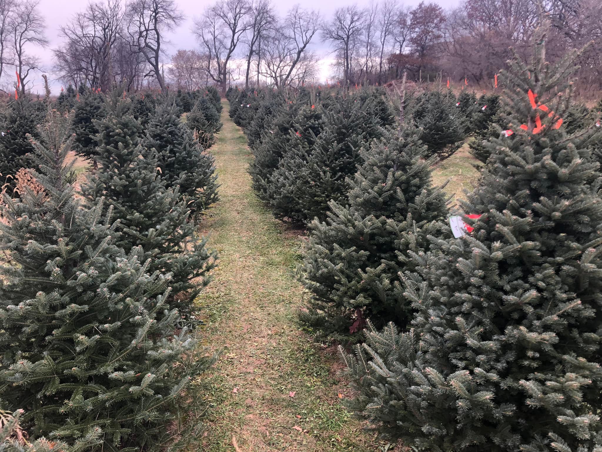 Discover The Best Christmas Tree Farms In The Stateline Region