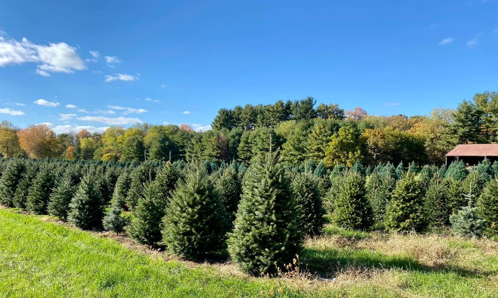 Christmas Tree Farms and Stands in Rockford, Illinois Stateline Kids