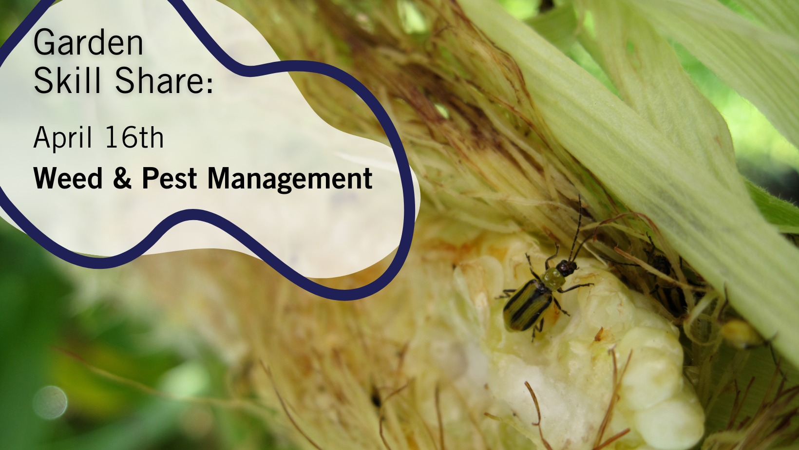 Garden Skill Share Weed and Pest Management Stateline Kids