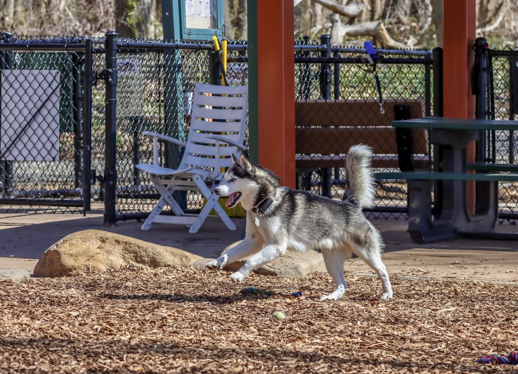 Staten Island Dog Runs Staten Island Lifestyle Staten Island News
