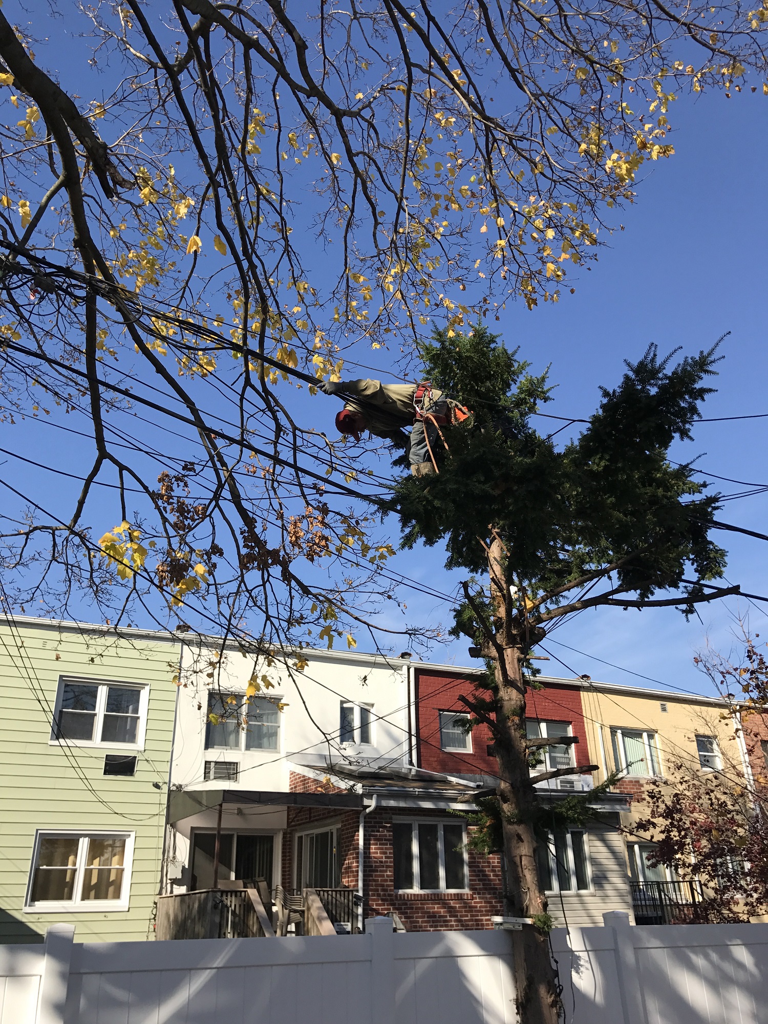 Staten Island Tree Service Best Staten Island Tree Service