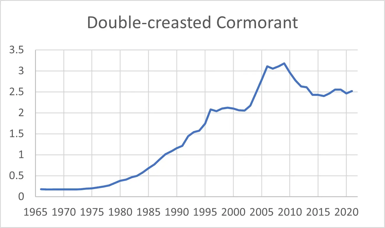 Doublecrested Cormorant NH Audubon