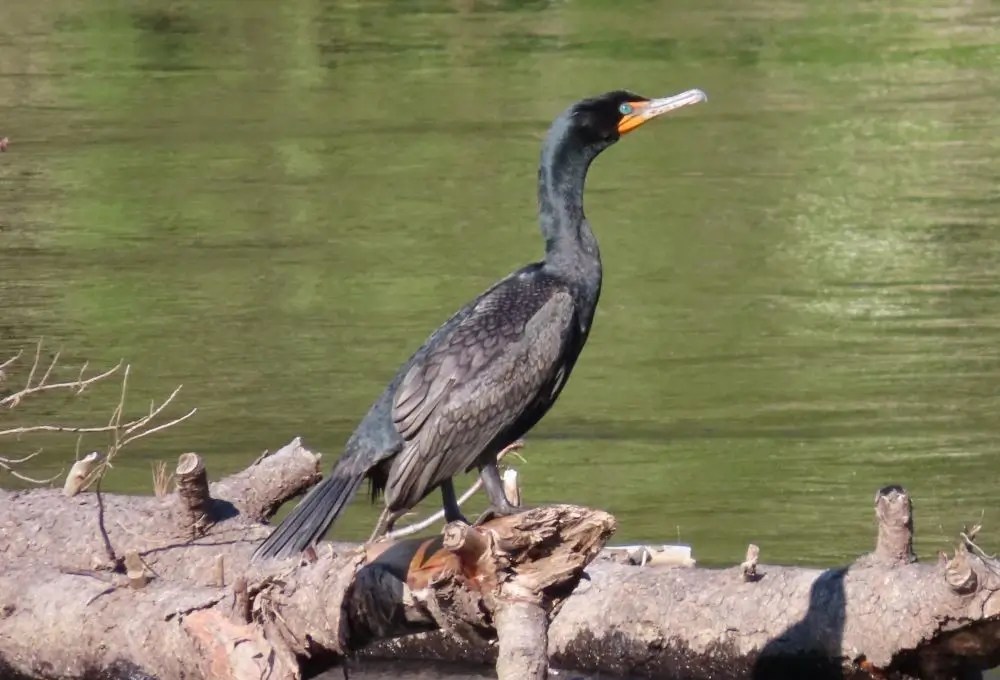 Doublecrested Cormorant NH Audubon
