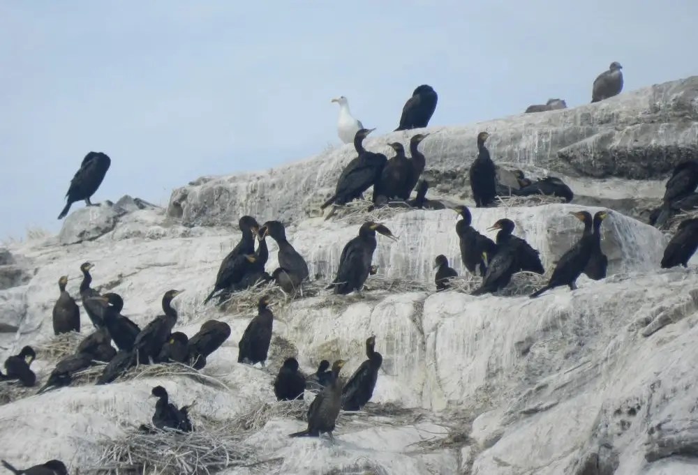 Doublecrested Cormorant NH Audubon