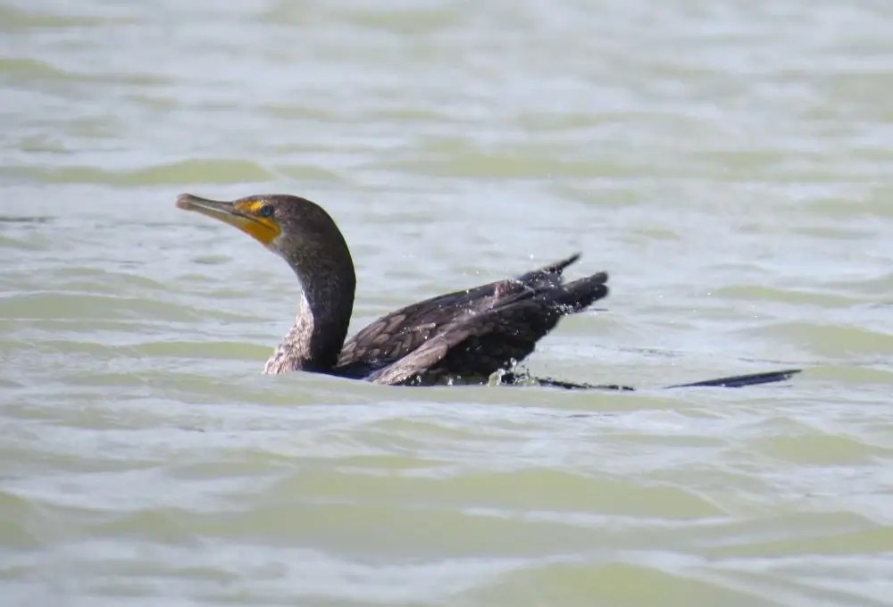 Doublecrested Cormorant NH Audubon