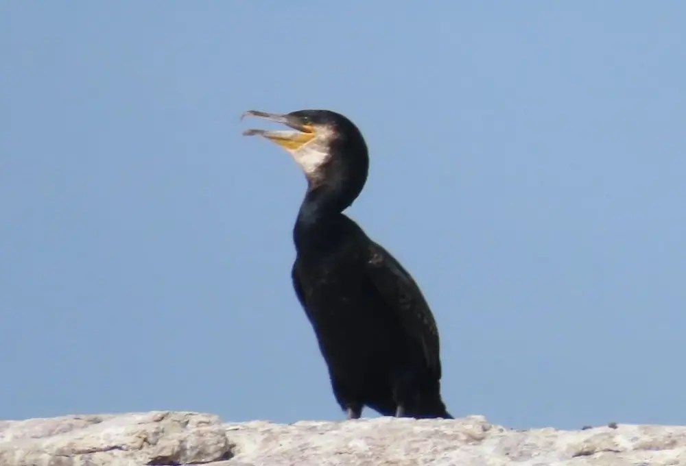 Great Cormorant NH Audubon