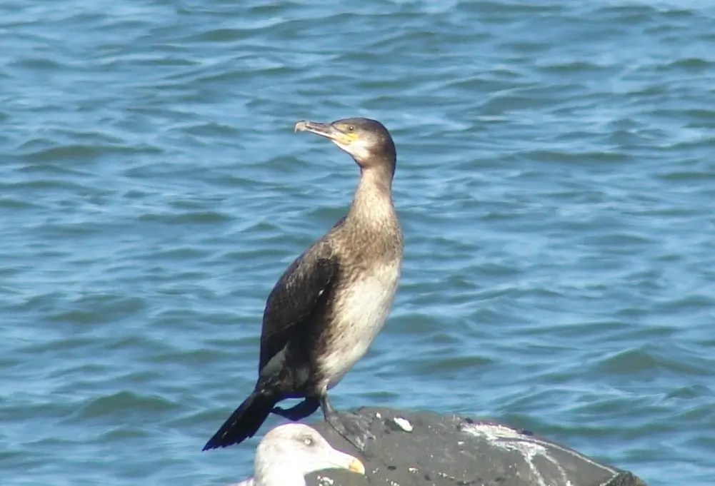 Great Cormorant NH Audubon