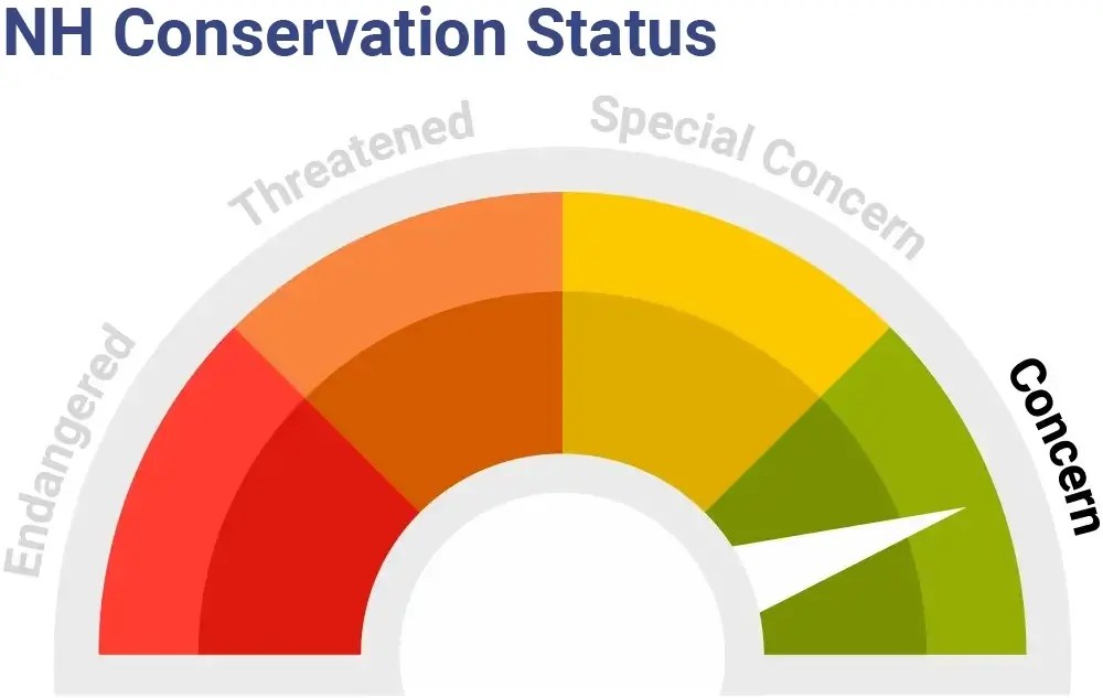 American Black Duck NH Audubon