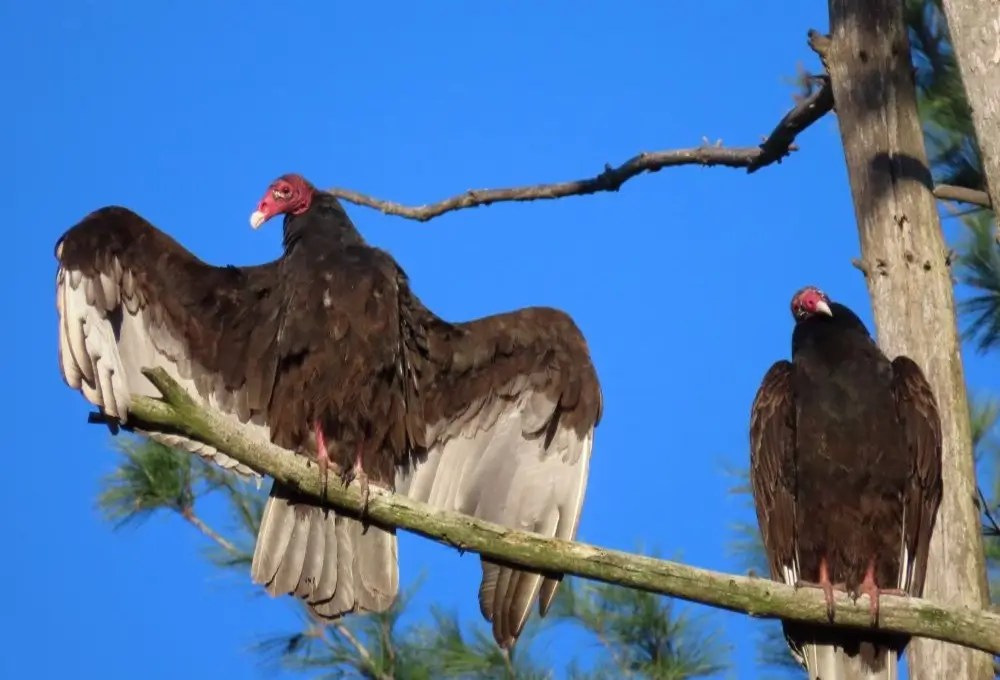 Turkey Vulture NH Audubon