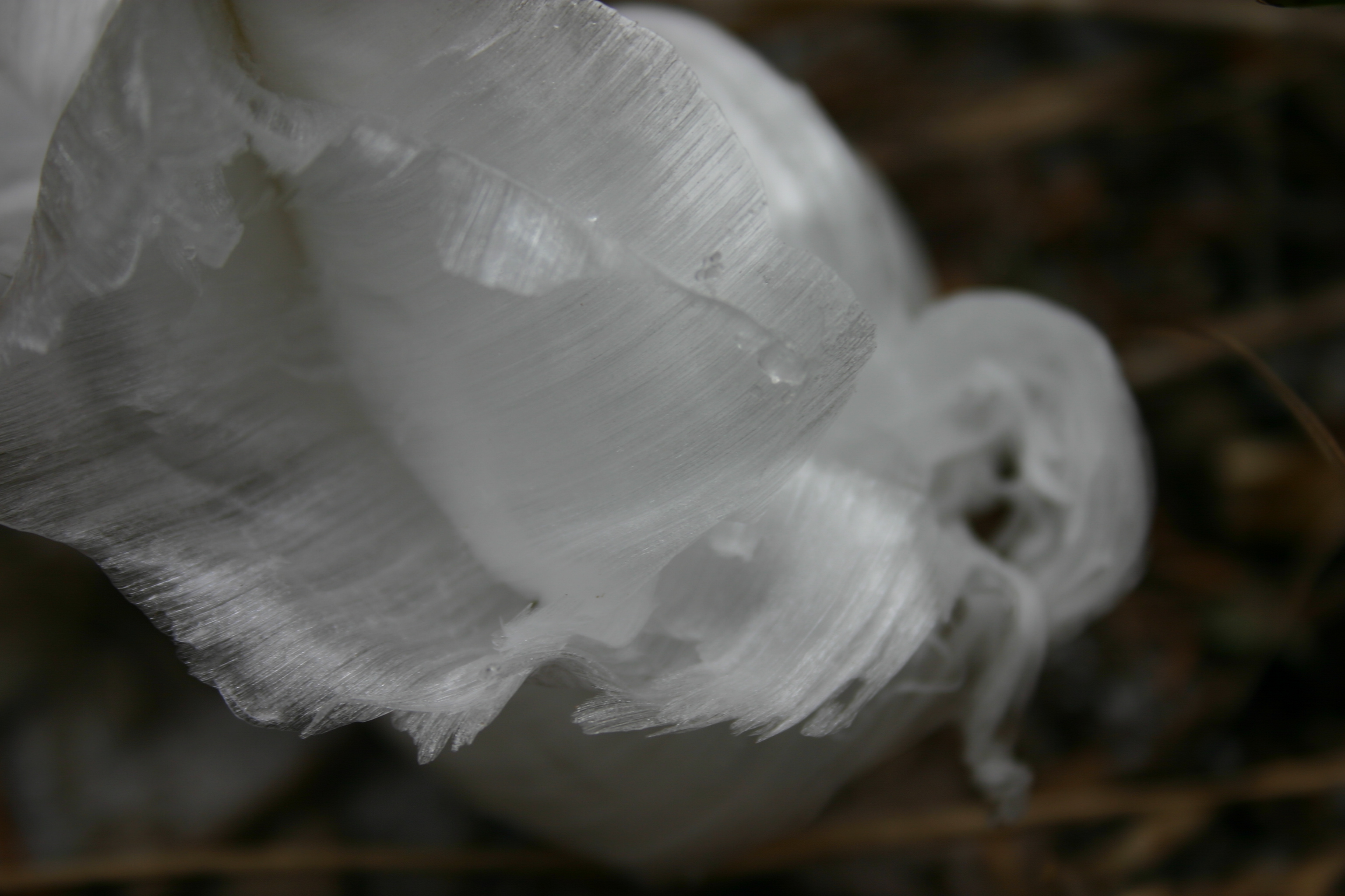 Ice Roses Gallery State Of the Ozarks Showcase