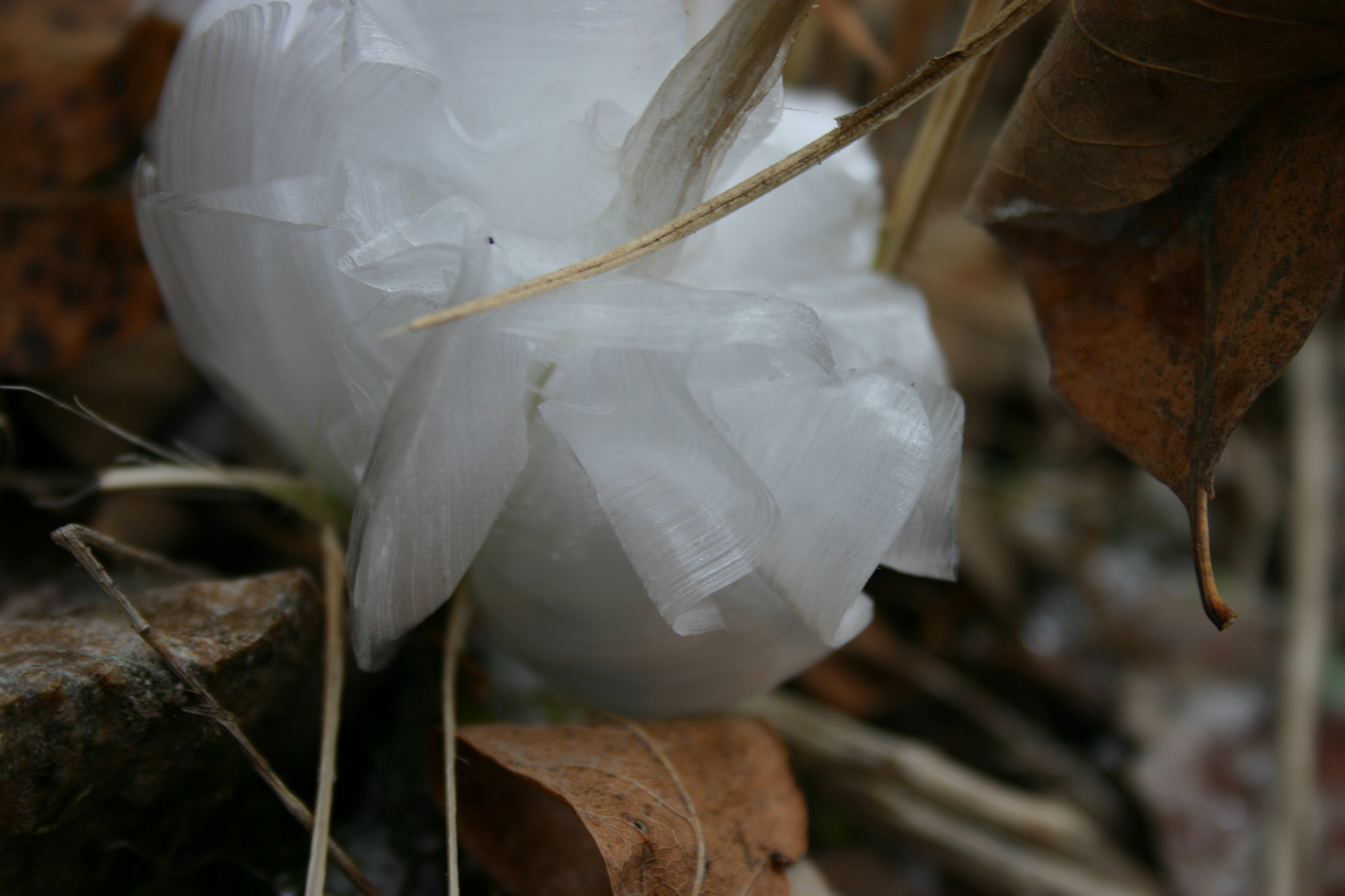 Ice Roses Gallery State Of the Ozarks Showcase