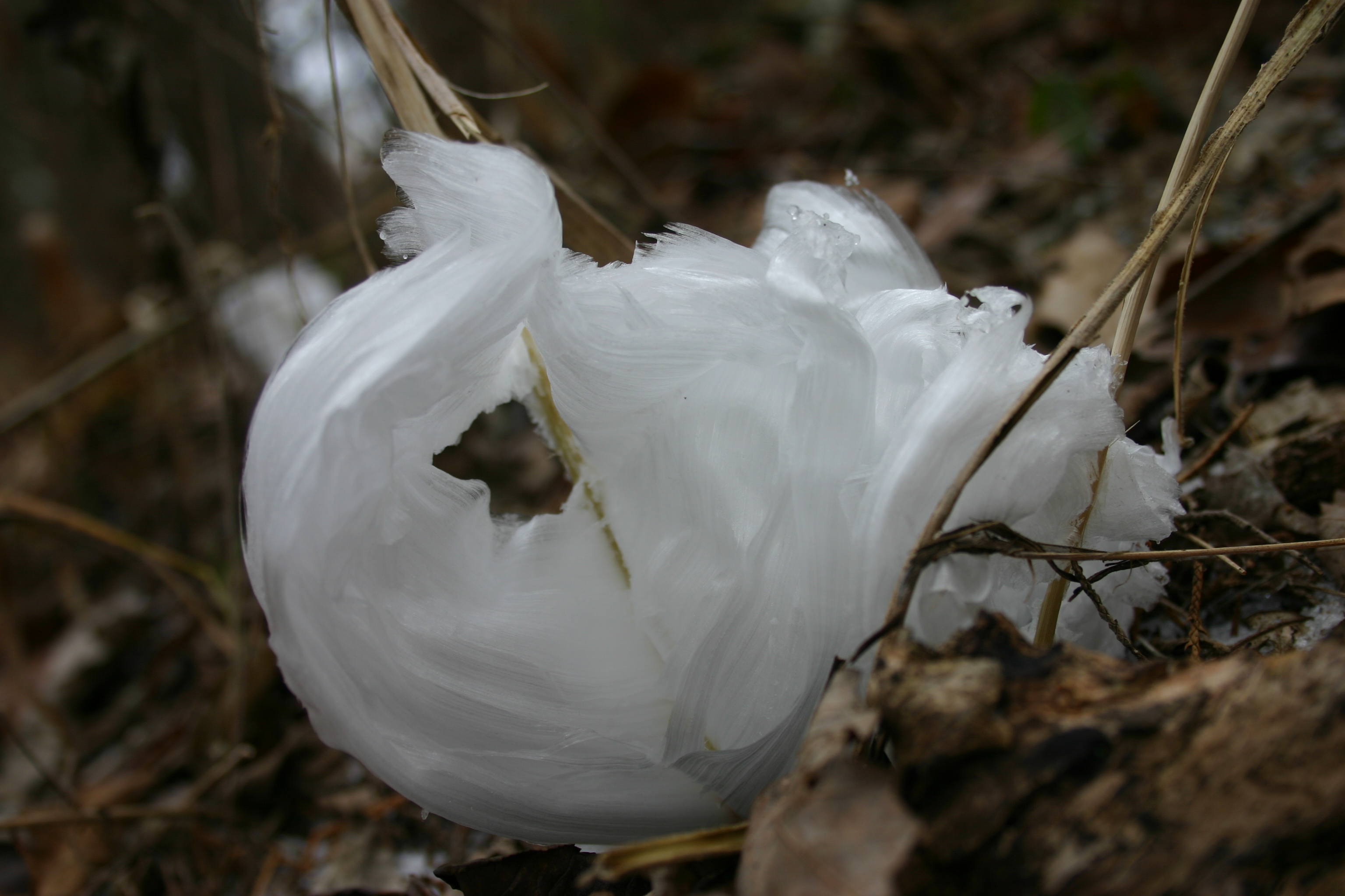 Ice Roses Gallery State Of the Ozarks Showcase