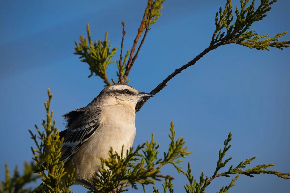What is Arkansas State Bird? Discover Fascinating Facts About the