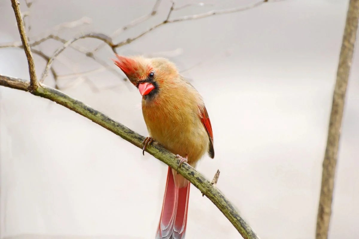 What is Virginia's State Bird? Meet the Northern Cardinal! States Tale