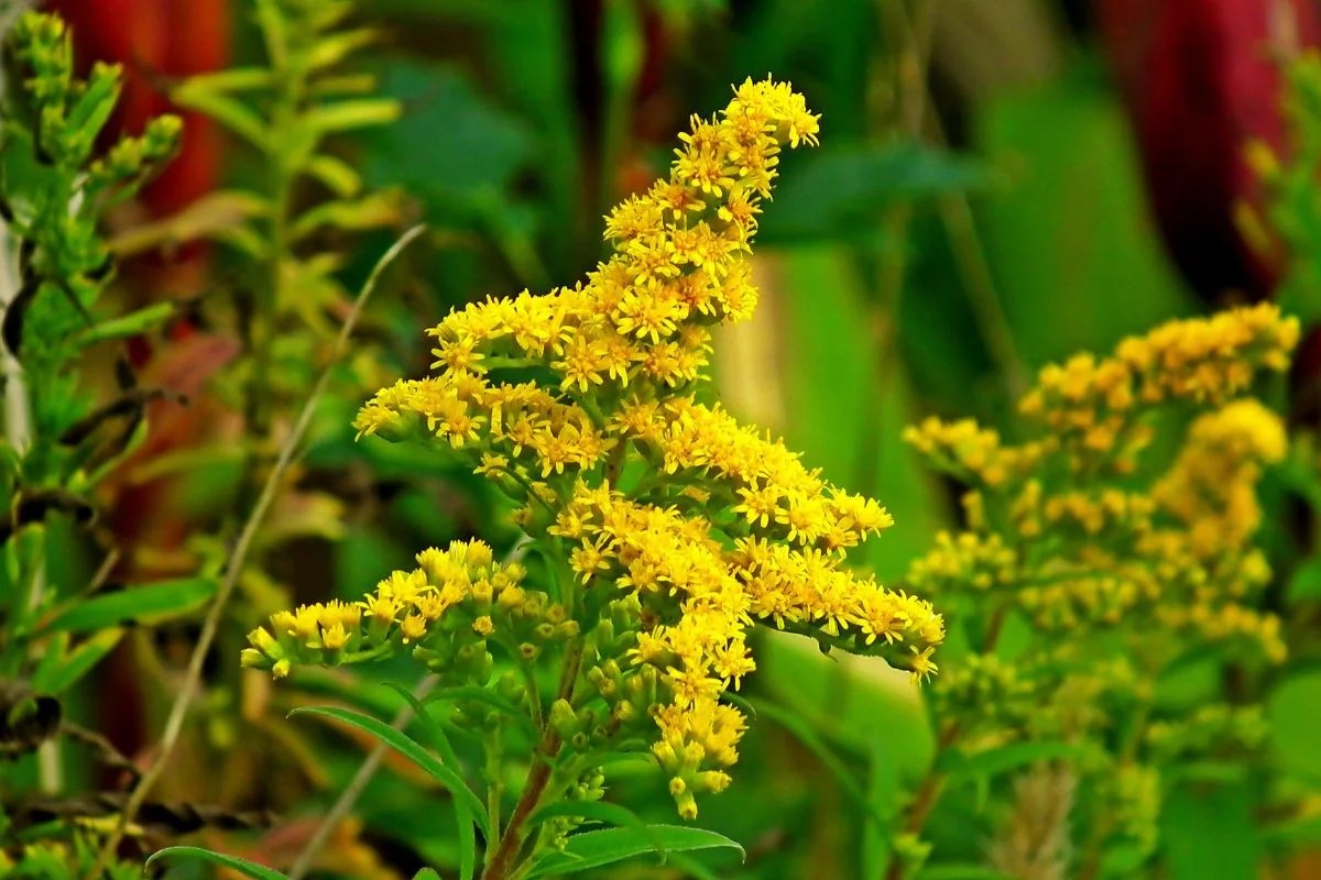 What is Kentucky's State Flower? Discover the Goldenrod States Tale