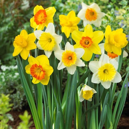 Daffodil Flower Meaning In Bengali Best Flower Site