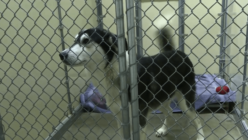 More dogs rescued from Hurricane Harvey now available for