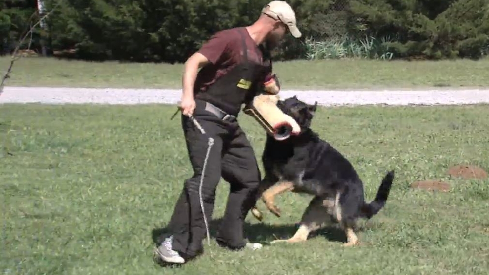 Training man's best friend to be your first line of defense KOKH